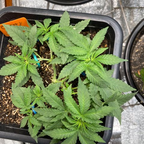 Cherry Cosmo growlog timeline photo