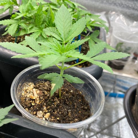 Strawberry Banana growlog timeline photo