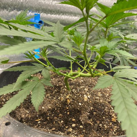 Straw berry temple growlog timeline photo
