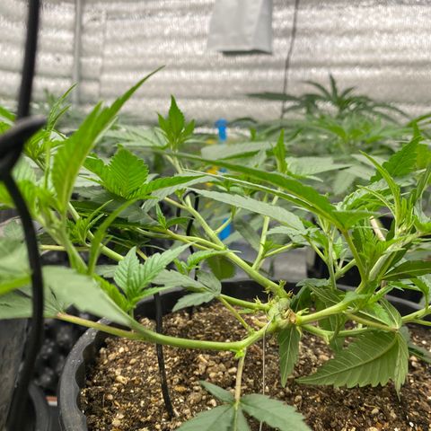 Purple pine apple growlog timeline photo