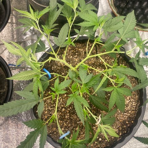 Purple pine apple growlog timeline photo