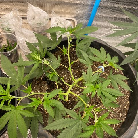 Straw berry temple growlog timeline photo
