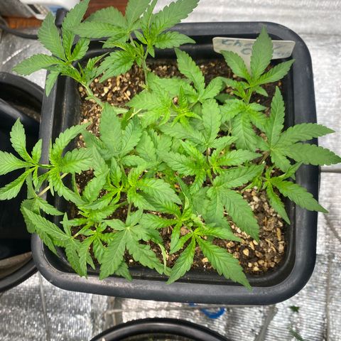 Cherry Cosmo growlog timeline photo