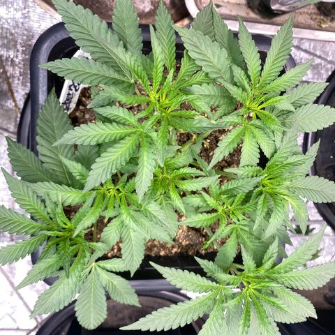 Cherry Cosmo growlog timeline photo