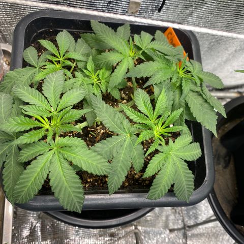 Cherry Cosmo growlog timeline photo