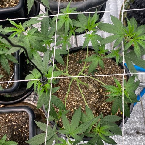 Purple pine apple growlog timeline photo