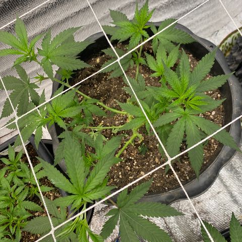 Straw berry temple growlog timeline photo