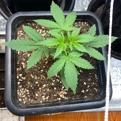 Strawberry Banana growlog timeline photo