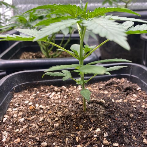 Strawberry Banana growlog timeline photo