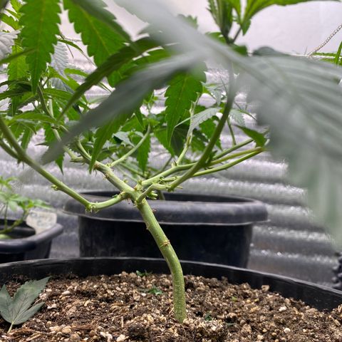 Purple pine apple growlog timeline photo