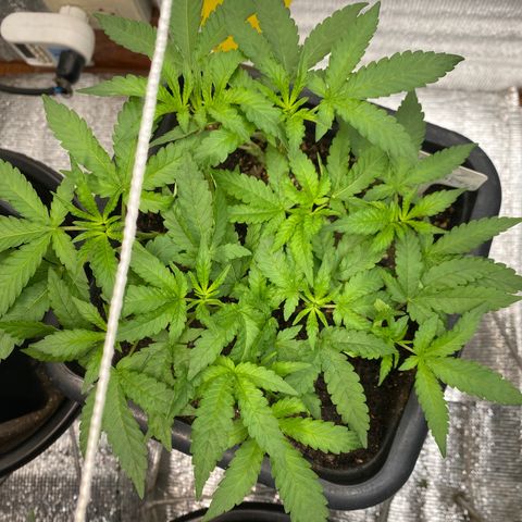 Cherry Cosmo growlog timeline photo