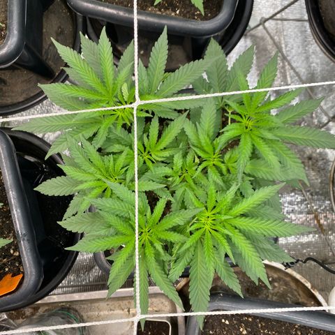 Cherry Cosmo growlog timeline photo