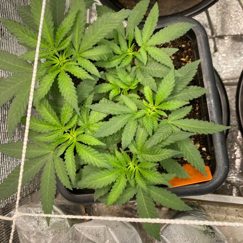 Cherry Cosmo growlog timeline photo