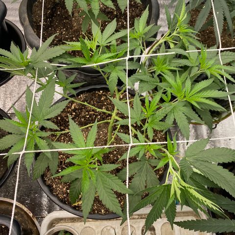 Purple pine apple growlog timeline photo