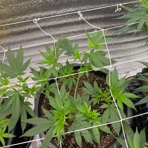 Straw berry temple growlog timeline photo