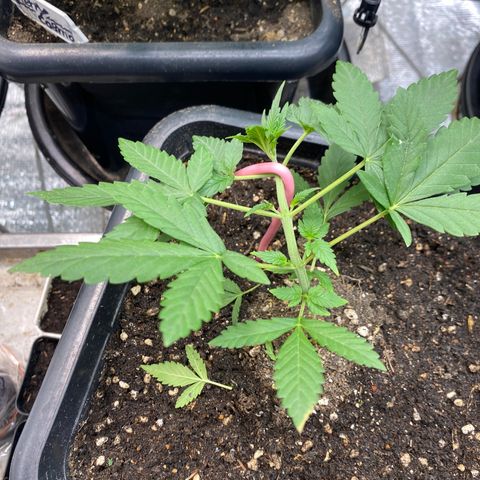 Strawberry Banana growlog timeline photo