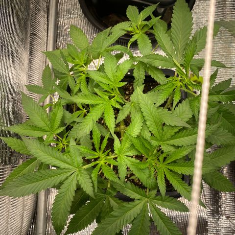Cherry Cosmo growlog timeline photo