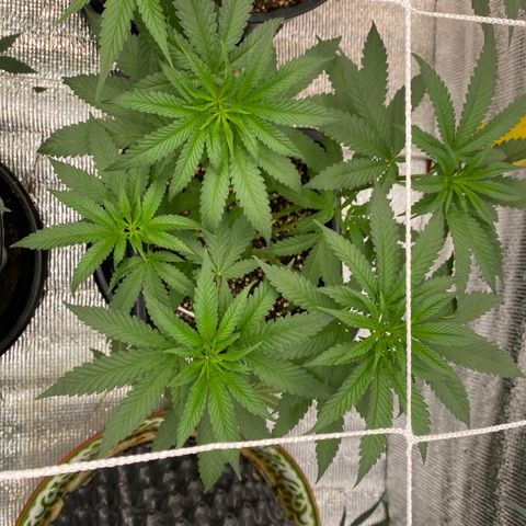 Cherry Cosmo growlog timeline photo