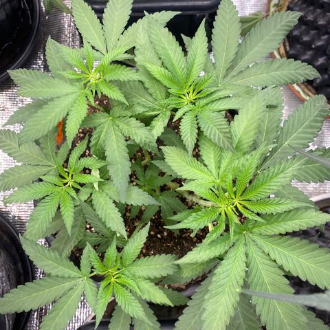 Cherry Cosmo growlog timeline photo