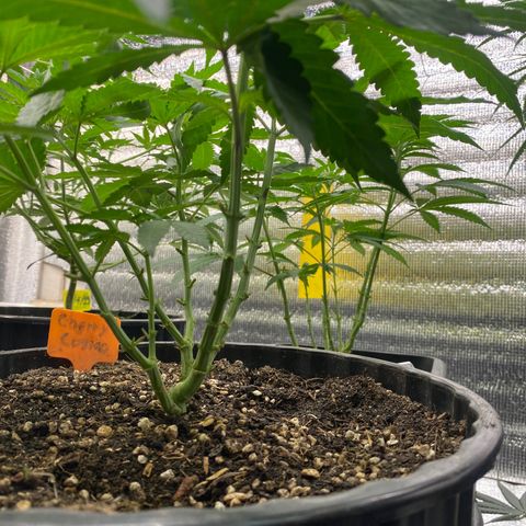 Cherry Cosmo growlog timeline photo