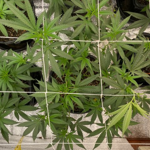 Purple pine apple growlog timeline photo