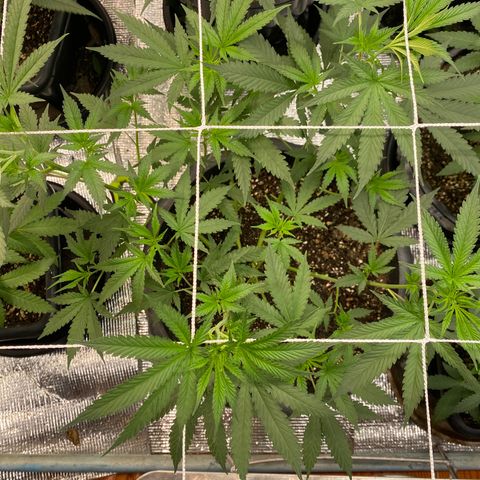 Straw berry temple growlog timeline photo