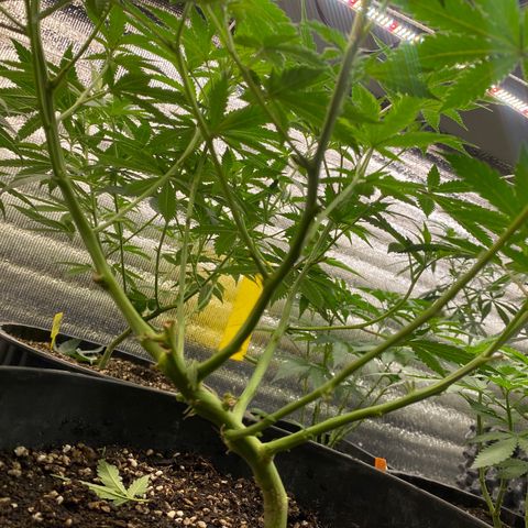Straw berry temple growlog timeline photo