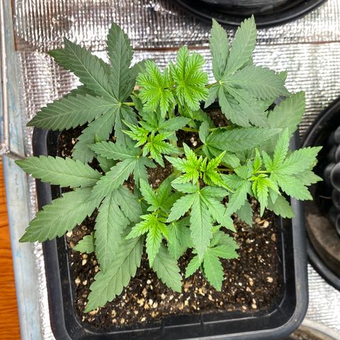 Strawberry Banana growlog timeline photo