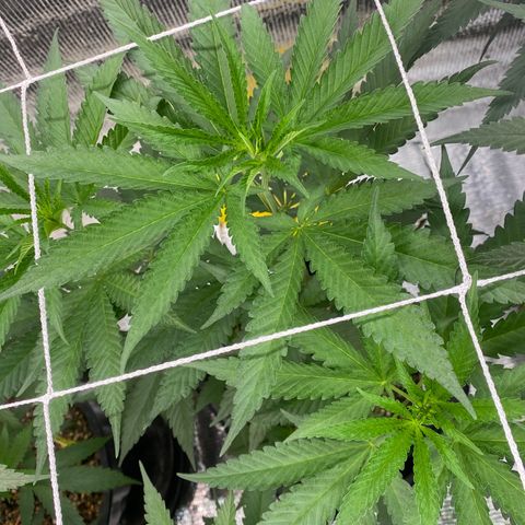Cherry Cosmo growlog timeline photo