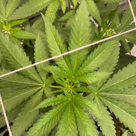 Cherry Cosmo growlog timeline photo
