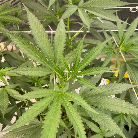 Purple pine apple growlog timeline photo