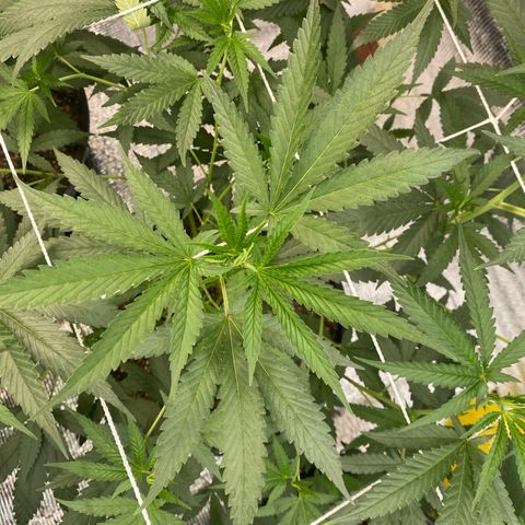 Purple pine apple growlog timeline photo