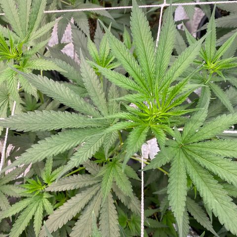 Straw berry temple growlog timeline photo