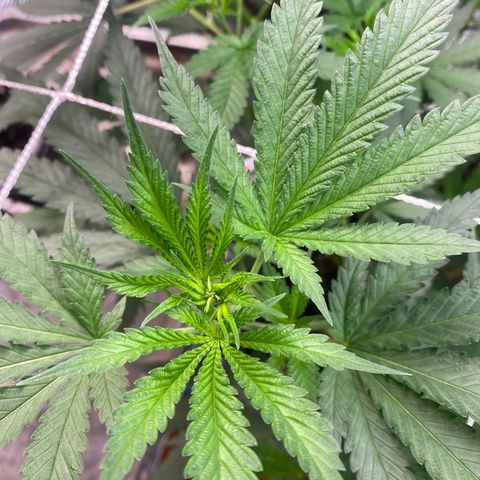 Straw berry temple growlog timeline photo