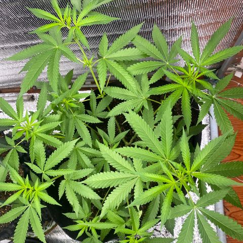 Cherry Cosmo growlog timeline photo