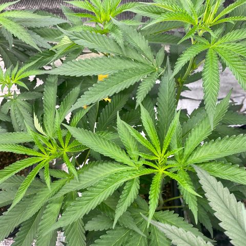 Cherry Cosmo growlog timeline photo