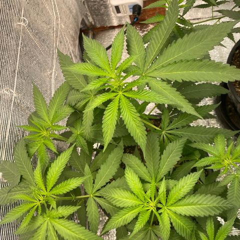 Cherry Cosmo growlog timeline photo
