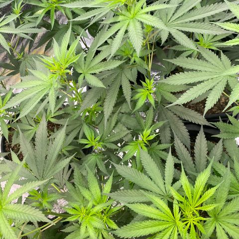 Straw berry temple growlog timeline photo