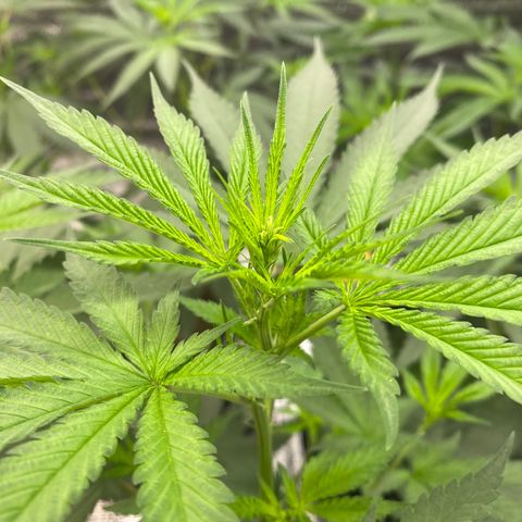 Straw berry temple growlog timeline photo