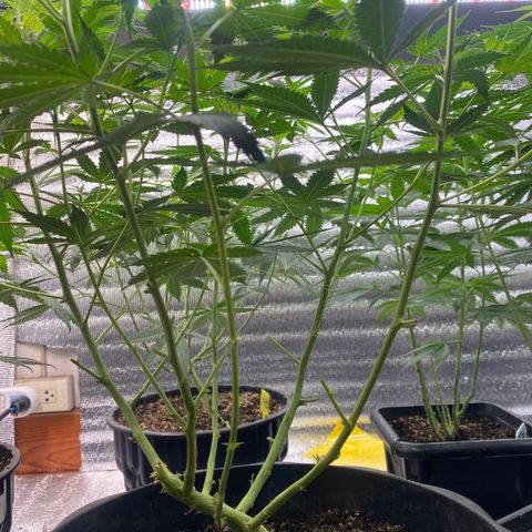 Straw berry temple growlog timeline photo