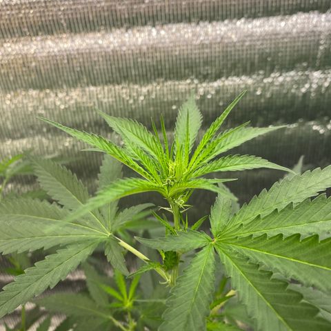 Purple pine apple growlog timeline photo