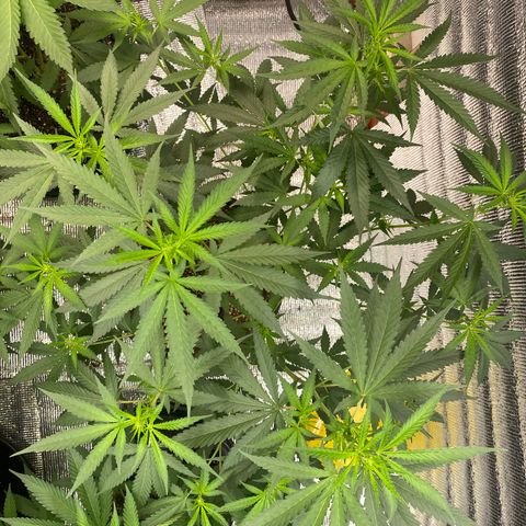 Purple pine apple growlog timeline photo