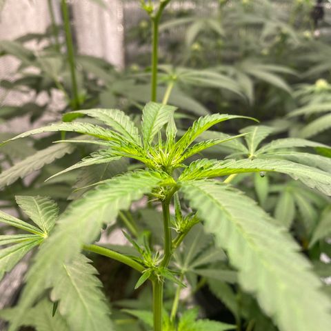 Cherry Cosmo growlog timeline photo