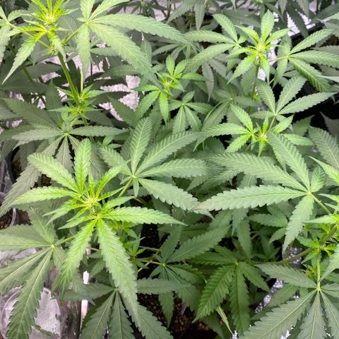 Cherry Cosmo growlog timeline photo