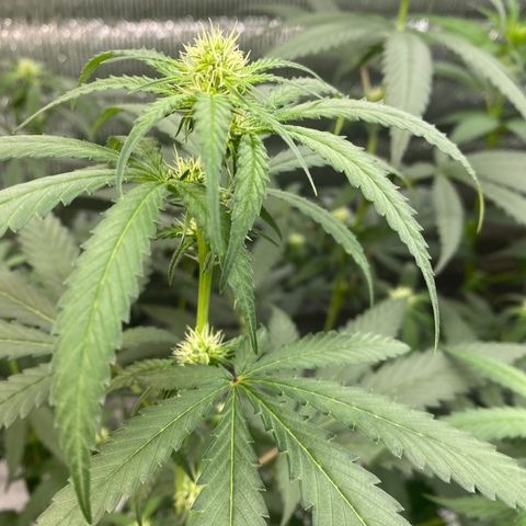 Purple pine apple growlog timeline photo