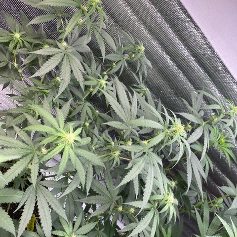 Purple pine apple growlog timeline photo