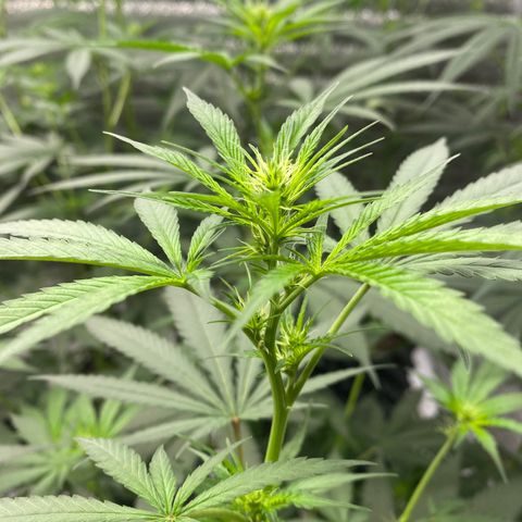 Straw berry temple growlog timeline photo