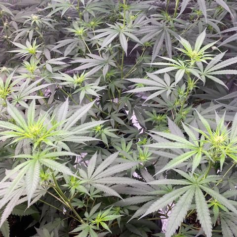 Straw berry temple growlog timeline photo