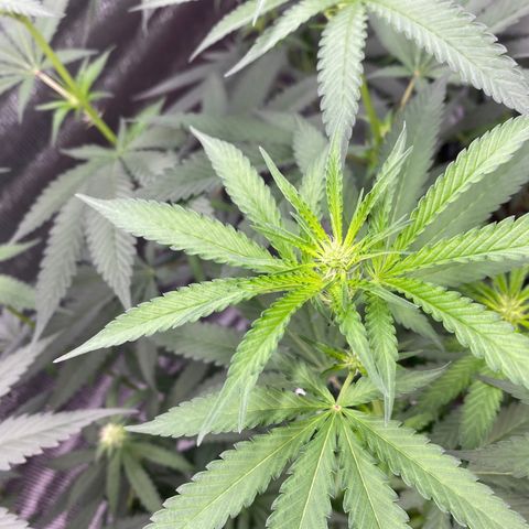 Cherry Cosmo growlog timeline photo