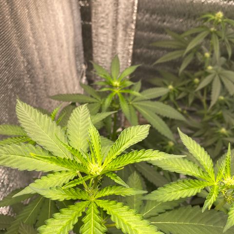 Cherry Cosmo growlog timeline photo